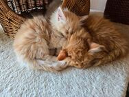 🐾 Maine Coon Kitten suchen ein liebevolles Zuhause 🐾 - Solingen (Klingenstadt)