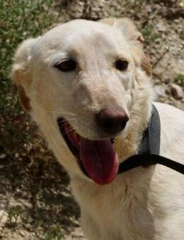 Jacinto,lernwillig,verträglich,neugierig - Westerholt