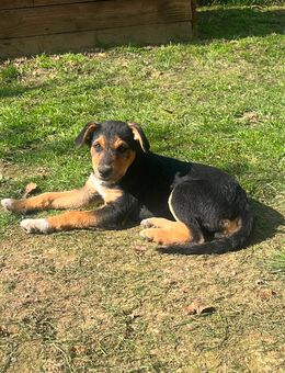 Border Collie Mix Welpe - Morsbach
