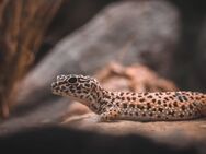 drei Leopardgecko-Damen inkl. XXL-Terrarium - Dresden