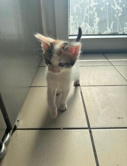 Babykatzen - Hechingen Zentrum