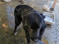 Rocky in Gefahr in der Tötung - Blankenheim (Nordrhein-Westfalen)