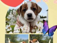 Jack Russell Terrier Welpen, reinrassig - Wedel