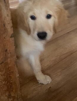 Golden Retriever Welpe Rüde - Garrel