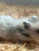 Hamster zu verkaufen |Teddy in 41464