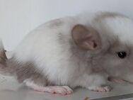 Chinchilla Babys suchen Traumzuhause - Völklingen