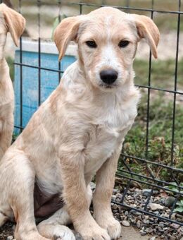 💕Shakira💕 sucht eine liebe Familie 💕 - Freilassing
