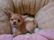 Verkaufe: Ein reinrassiges kleines Mini Chihuahua Weibchen Langhaar. - Berlin