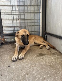 Udine mit dem goldigen Blick - Celle