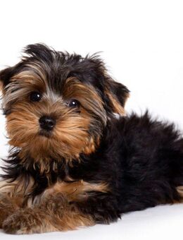 YorkiePoo Welpe (Rüde) gesucht. - Schwabmünchen