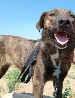 SALLI - sucht ihre Menschen fürs Leben - Aerzen