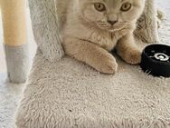 Zuckersüße BKH Kitten Ende Juni auszugbereit - Wiesbaden Kloppenheim