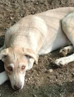 Junghund CARLO - Köln