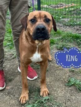 King ein wunderhübscher Bub - Flörsheim-Dalsheim