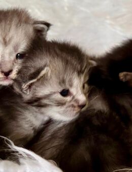 Maine Coon Kitten - Malente