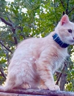 Menschenbezogene Katze Lily - Karlsruhe