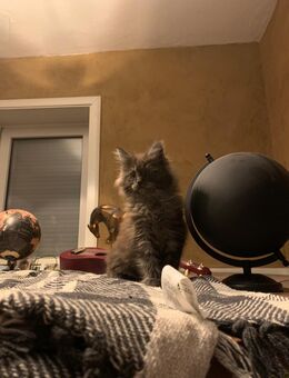 Maine Coon Kitten - Uetze