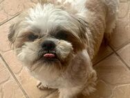 🐾 Adam Lebensfroher kleiner Shih Tzu - Kassel