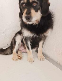 Terrier Mix Hündin, 2 Jahre - Kappeln (Schleswig-Holstein)