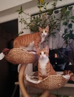 Chilli & Pimenton Zwei rote Jungkater - Benediktbeuern