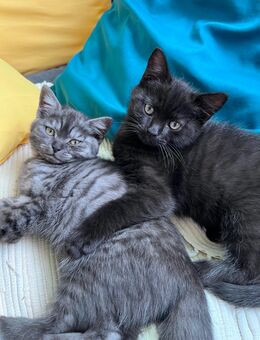 Bkh kitten - Elmshorn