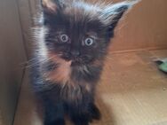 ❤Zuckersüßes Maine coon Kitten ❤ - Bad Berneck (Fichtelgebirge) Zentrum