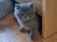 BKH Babykatze - Lahr (Schwarzwald)