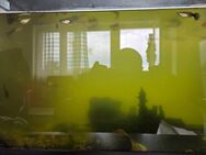Guppys inklusive Aquarium zu verkaufen - Memmingen