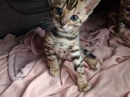 Bengal Kitten Katzenbabys Kitten Stammbaum - Hamburg Bergedorf