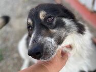 🐶 Elea - Tierheimalltag ist ihr zu viel - Eislingen (Fils)