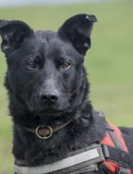 Noel wer verliebt sich in ihn? - Puchheim