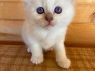 Heilige Birma Kitten mit Stammbaum reinrassig ÜBERGABE 21-22 Juni 2025 - Vechelde