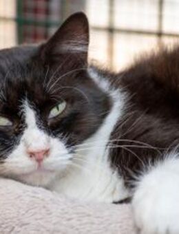 Wunderschöner Langhaar-Kater Pete - Bad Camberg