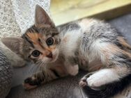 BKH-Angora mix Kitten - Wehingen