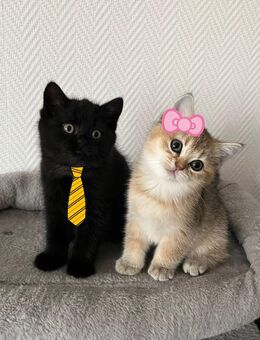 bkh kitten sofort abholbar - Gelsenkirchen