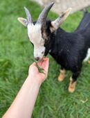 3 Zwerg Ziegen 1 Jahr Alt an liebevolle Hände in 27804