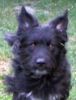 COON - eigenwilliger Strobel sucht Paten - Nidda