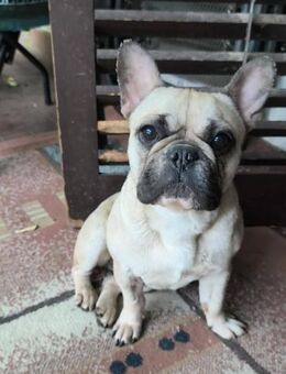 Aysa 2-jährige Franz Bulldogge - Kassel