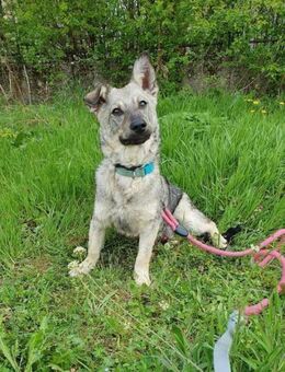 Sozialer RONNIE wartet auf Adoption ♥️ - München