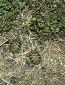 Griechische Landschildkröten, NZ 2025, Testudo hermanni boettgeri in 20099