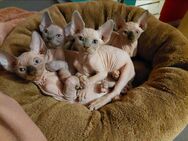 Wunderschöne Canadien Sphynx Kitten mit Tasthaaren - Bad Sassendorf