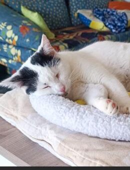 💖 Sanfter Oreo möchte ankommen 💖 - Eislingen (Fils)
