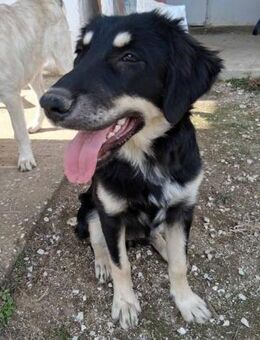 Kalisto - ausgesetzt auf einer Baustelle - Mettmann