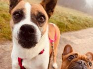 Boxer Mix Hündin, 9 Jahre - Kappeln (Schleswig-Holstein)