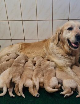 Golden Retriever Welpen - Brüssow