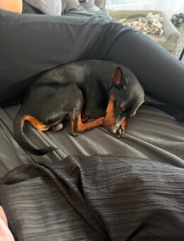 Liebevollen Zwergpinscher - Bad Bellingen