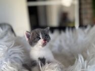 Bkh Kitten grau - Lauingen (Donau)