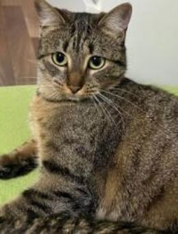 💗 Zaubermaus Maia sucht ihr Für-immer-Z - Plankstadt