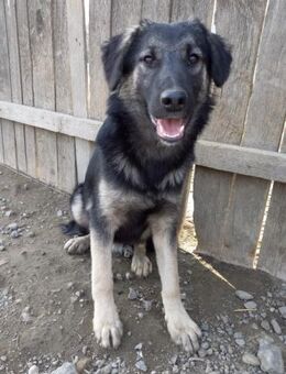 Sven, der Sanfte - Weilheim (Oberbayern)