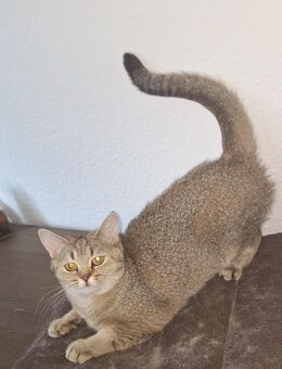 Wunderschöne BKH Katze in golden spotted - Schwedt (Oder)